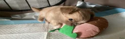 Chihuahua honden te koop: Langharige Chihuahua puppy’s  - Advertentie 3