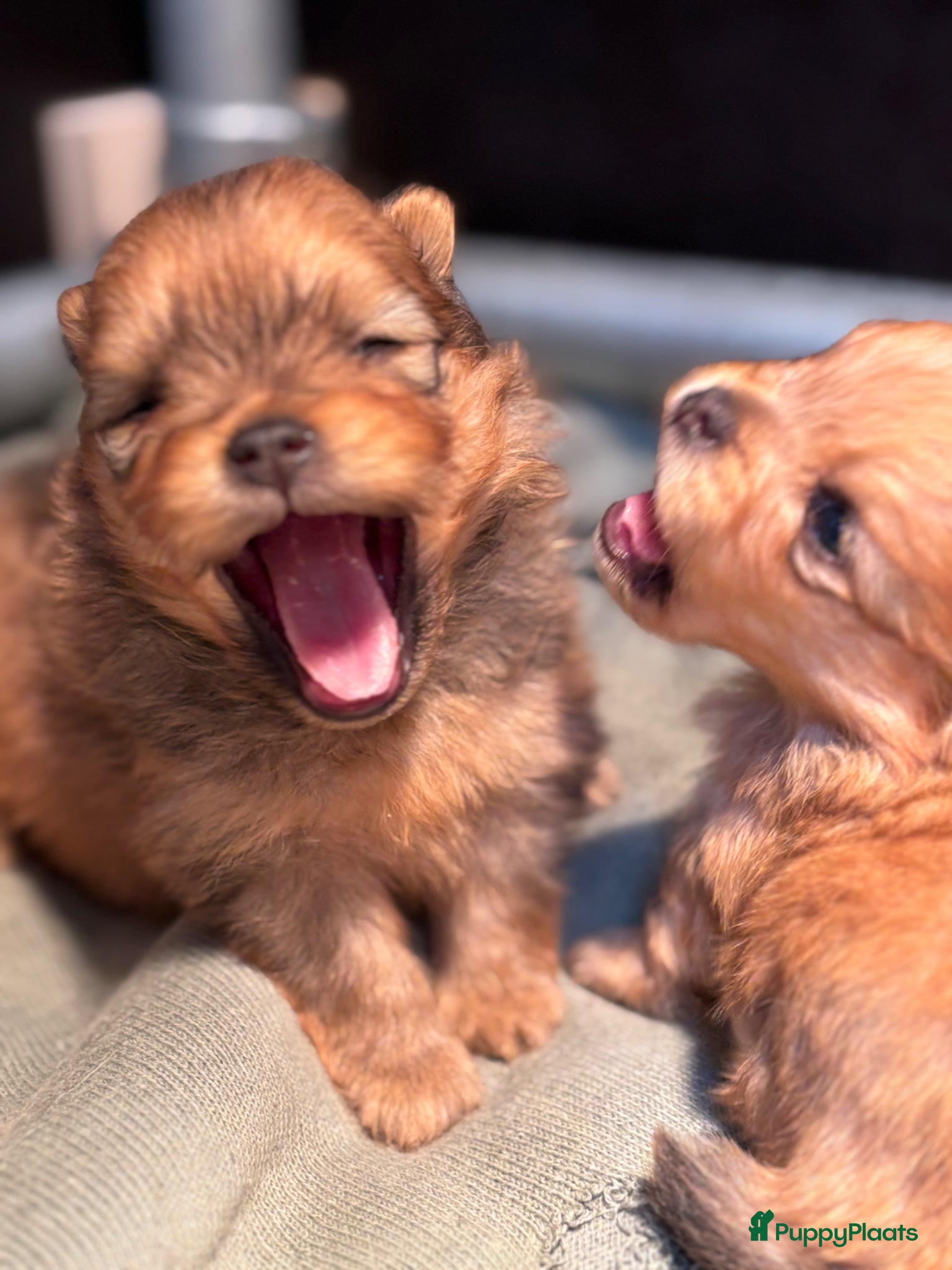 Pomeriaan honden Prachtige Pomeriaan reutjes – orange sable - Advertentie 5