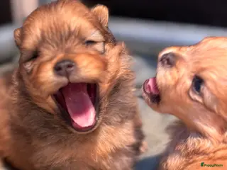Pomeriaan honden Prachtige Pomeriaan reutjes – orange sable - Advertentie 5