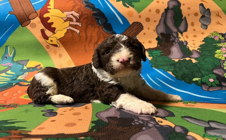 Spaanse Waterhond honden - Advertentie 10