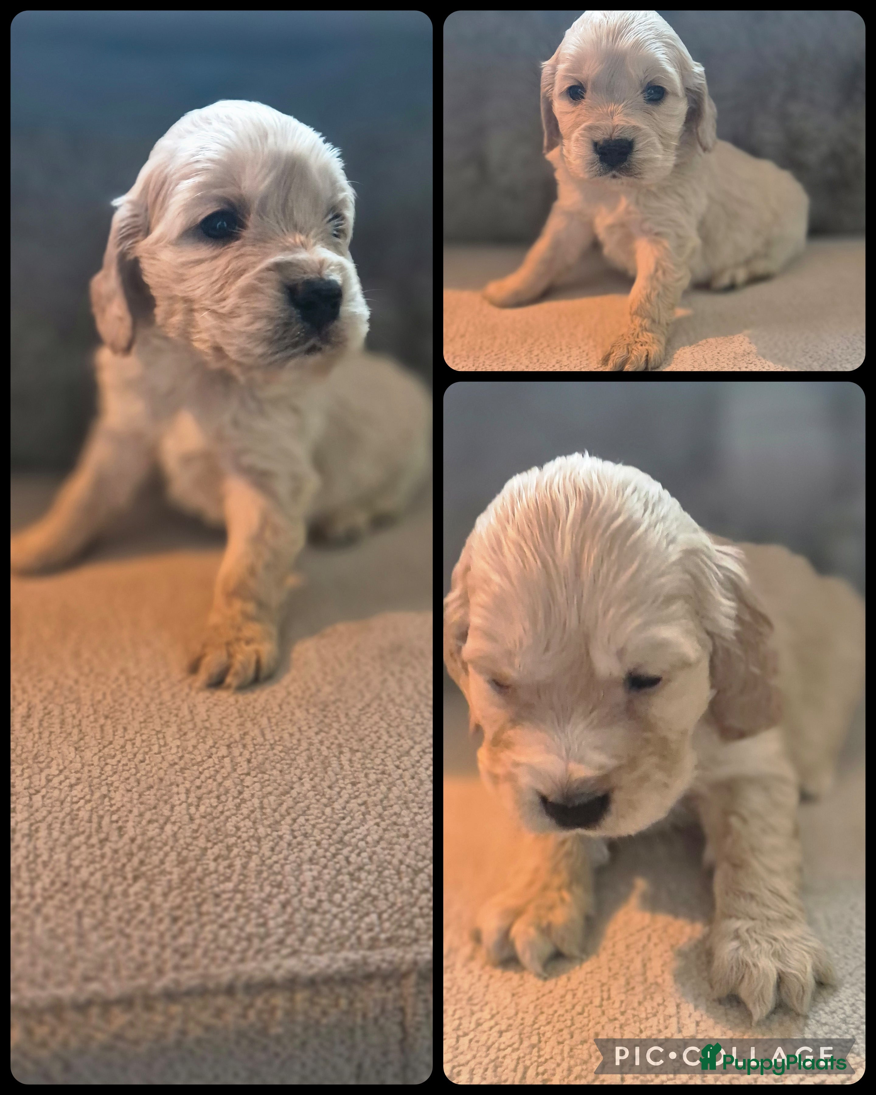 Kruising honden Prachtige cocker x golden retriever pups - Advertentie 1