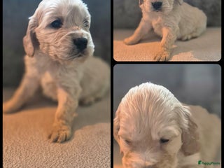 Kruising honden Prachtige cocker x golden retriever pups - Advertentie 4