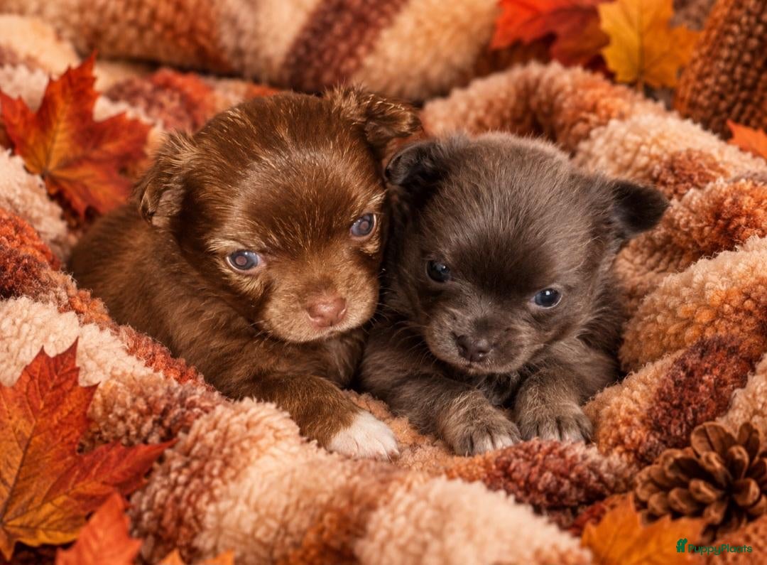 Chihuahua honden Mooie chihuahua pups - Advertentie 13