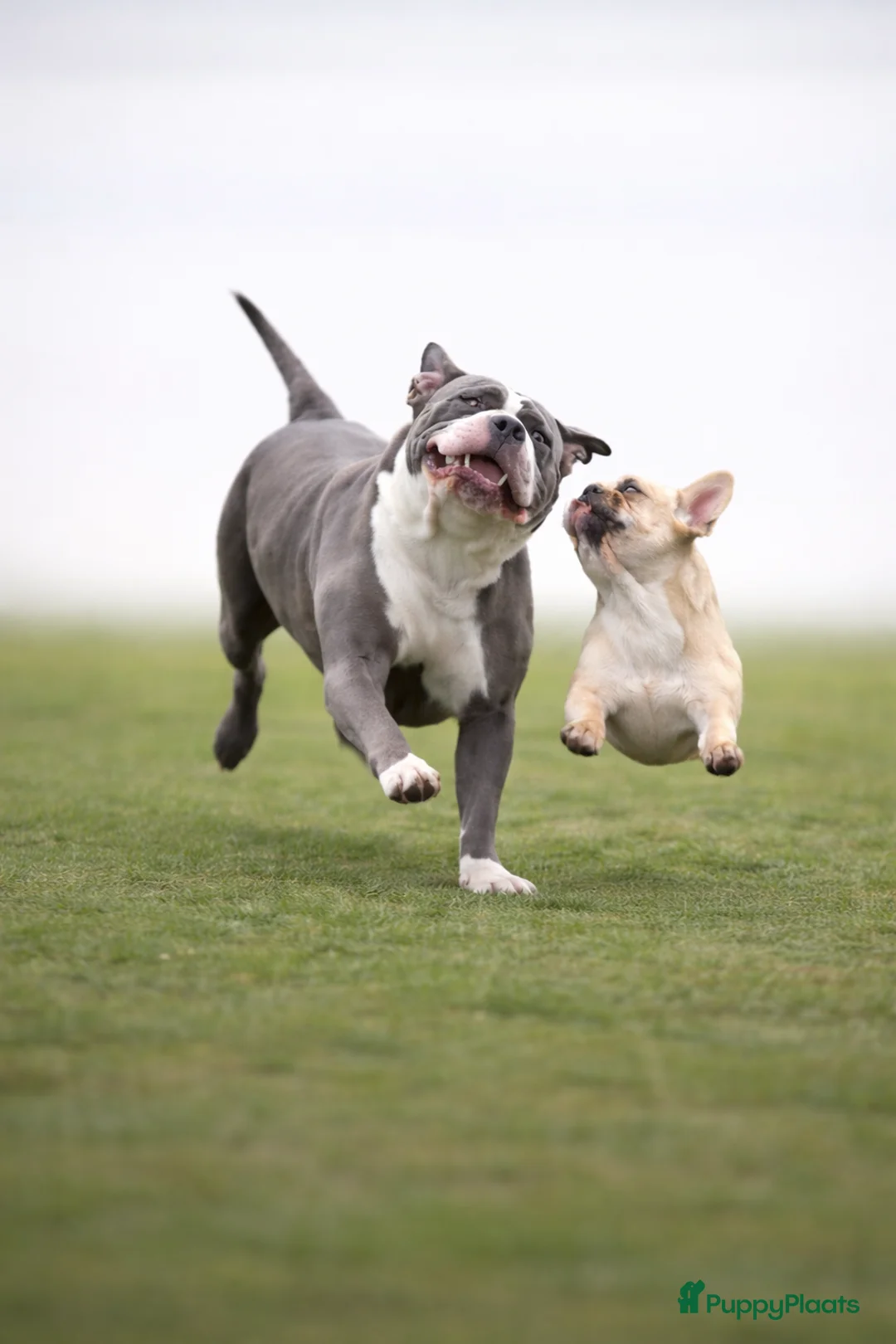 Amerikaanse Bully honden te koop: American Bully pups Abkc - Advertentie 6
