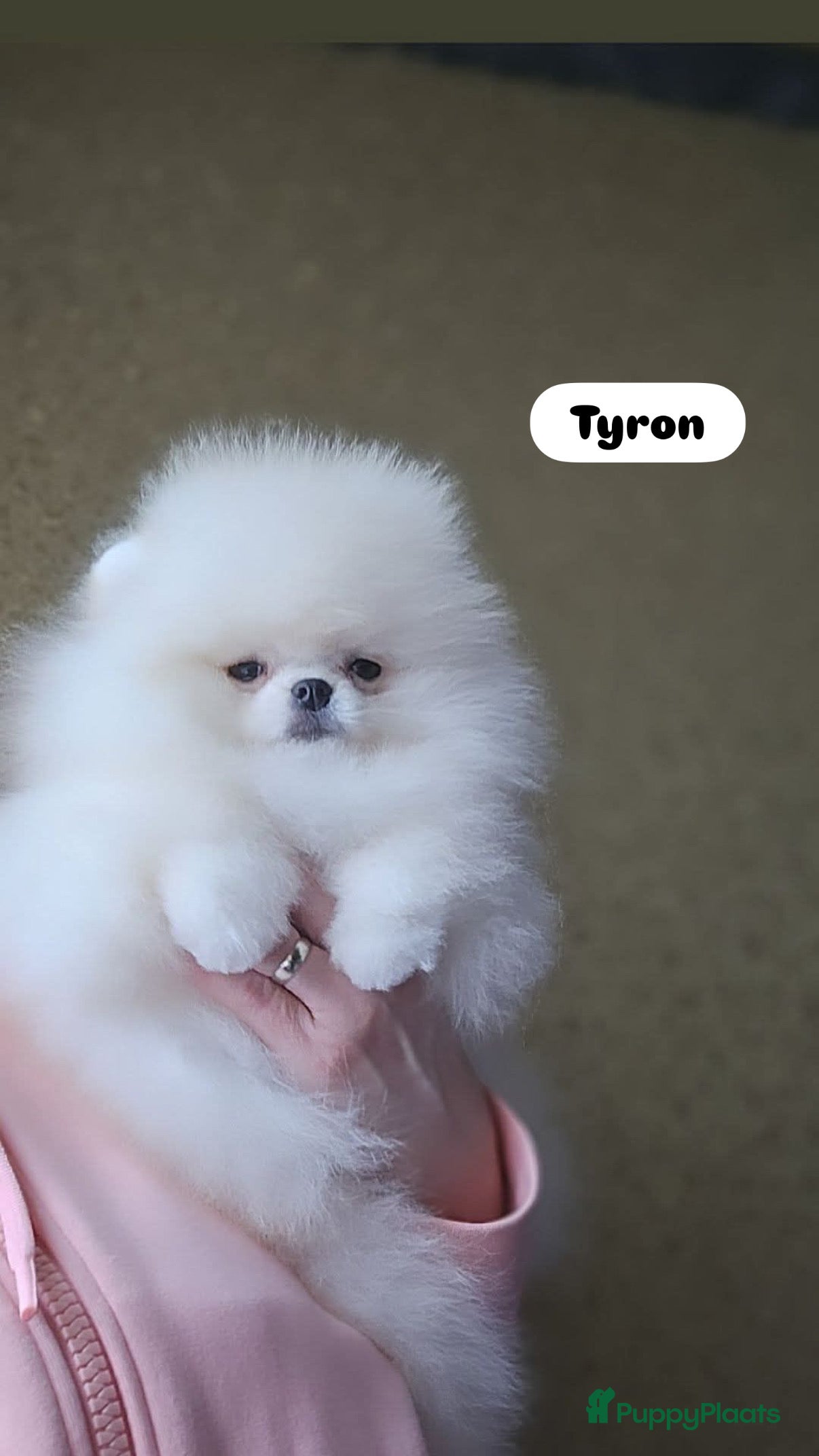 Pomeriaan honden Pomeriaan puppy  - Advertentie 9