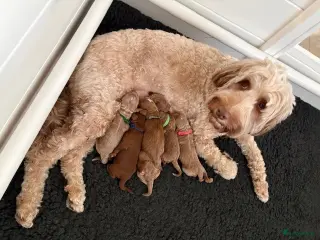 Australian Labradoodle honden Puppy zoekt gouden mand - Advertentie 3