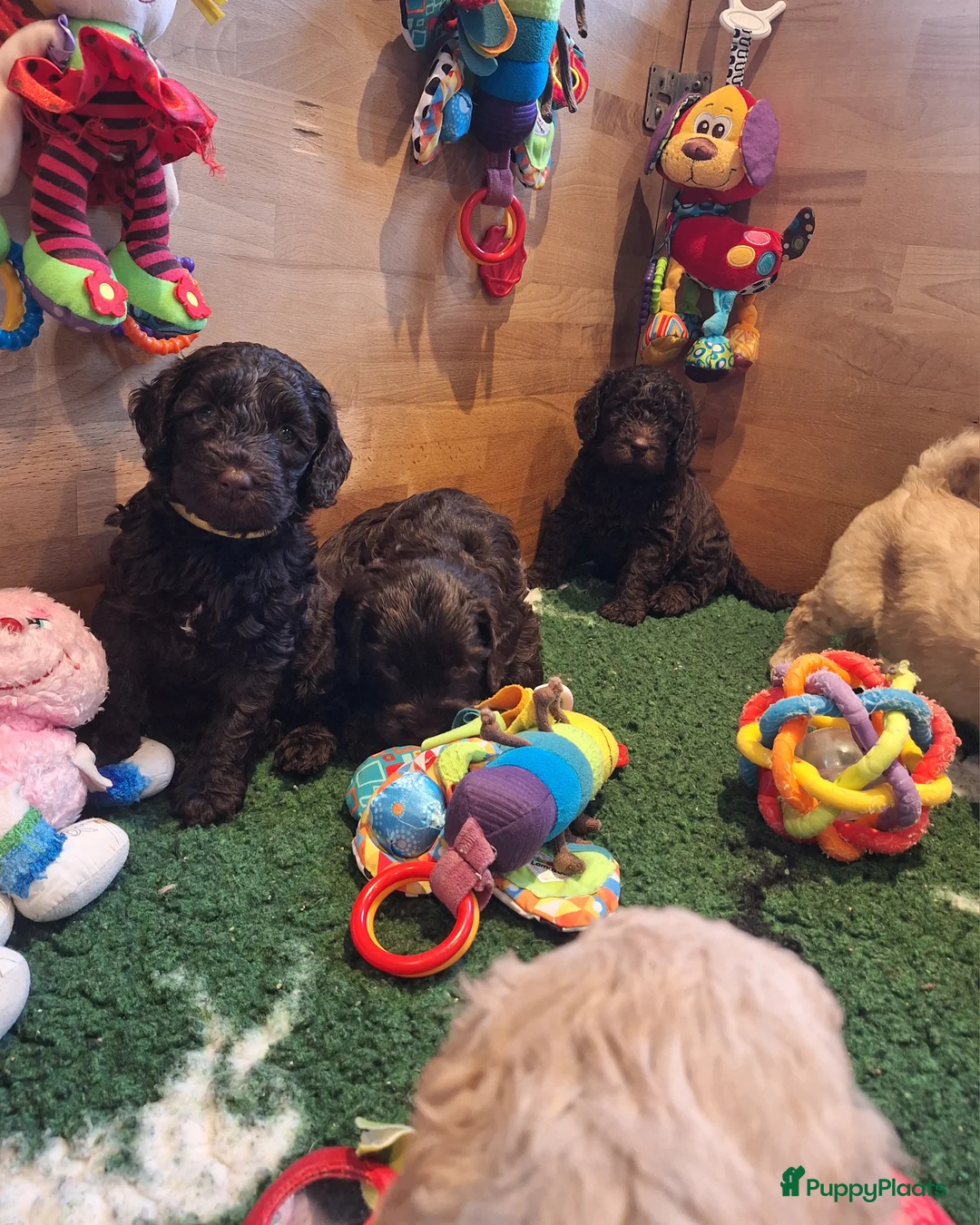 Kruising honden te koop: Australian labradoodle pups - Advertentie 11