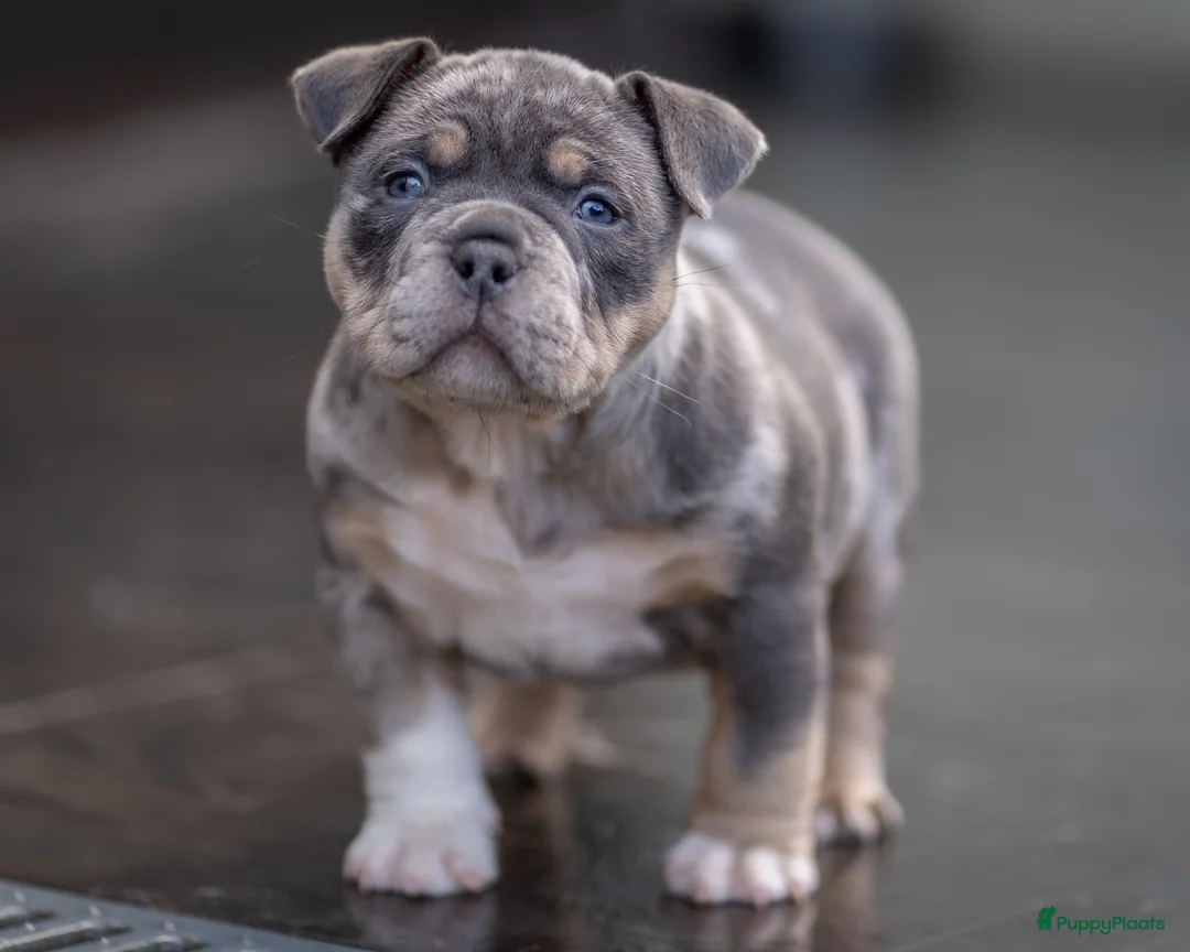 Amerikaanse Bully honden te koop: American Bully pocket pup verwacht  - Advertentie 5