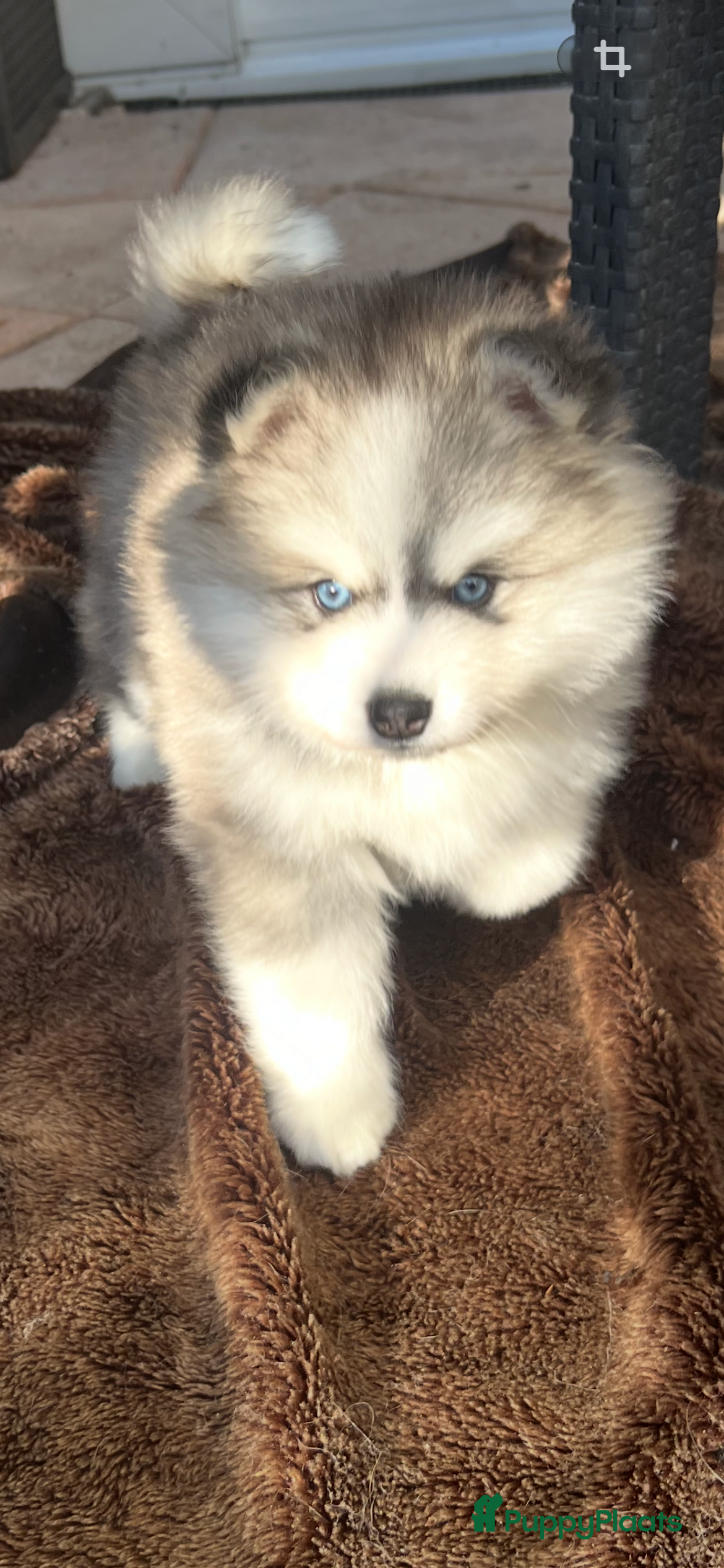 Pomsky honden Pomsky pups met blauwe ogen  - Advertentie 4