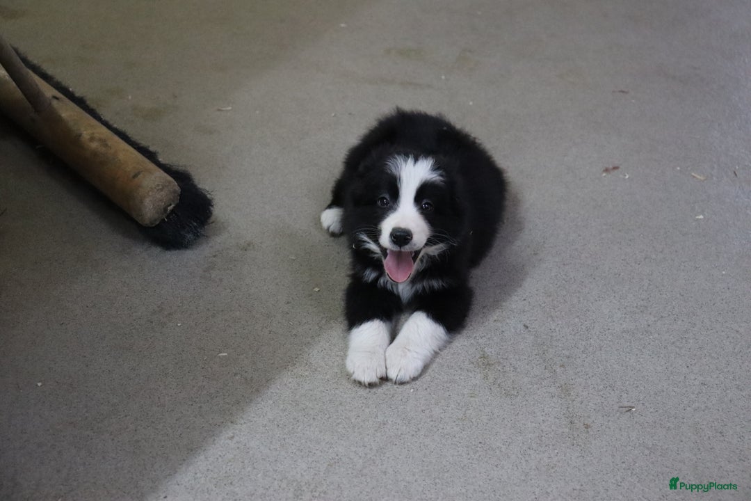 Border Collie honden te koop: Super Schattige border collie pups te koop - Advertentie 30