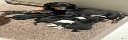 Teckel (korthaar)  honden te koop: Lieve speelse dwerg teckeltjes  - Advertentie 22