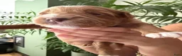 Australian Labradoodle honden te koop: Prachtig lieve mini labradoodle pups  - Advertentie 11