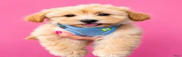 Maltipoo honden te koop: Schattige gezonde maltipoo pups - Advertentie 4