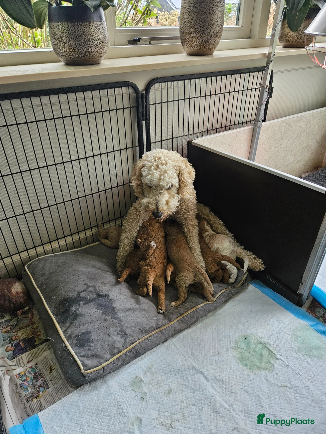 Kruising honden te koop: Labradoodle pups multigen medium. F5 - Advertentie 22