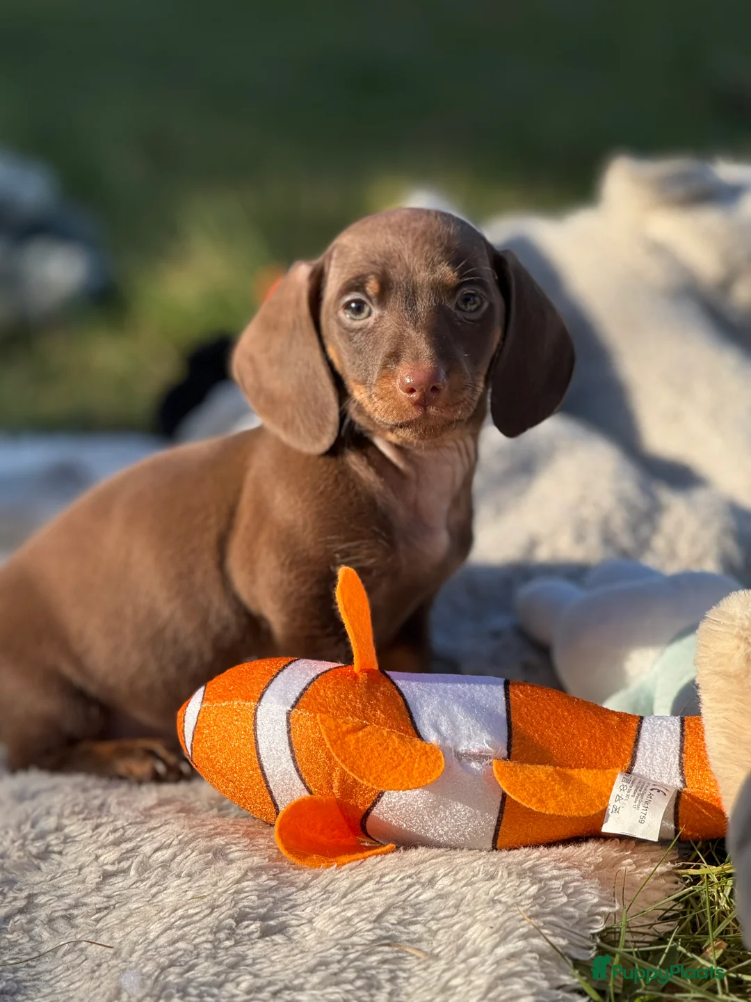 Teckel (korthaar)  honden te koop: Dwergteckel  puppies  - Advertentie 6