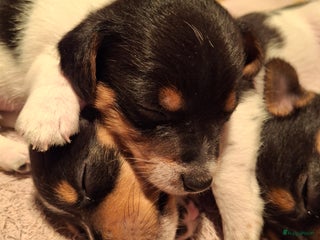 Jack Russel Terriër honden Jack Russel puppy's - Advertentie 4