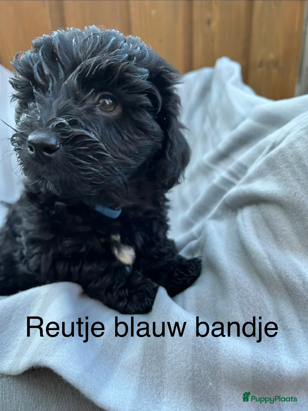 Maltipoo honden te koop: Maltipoo  - Advertentie 24
