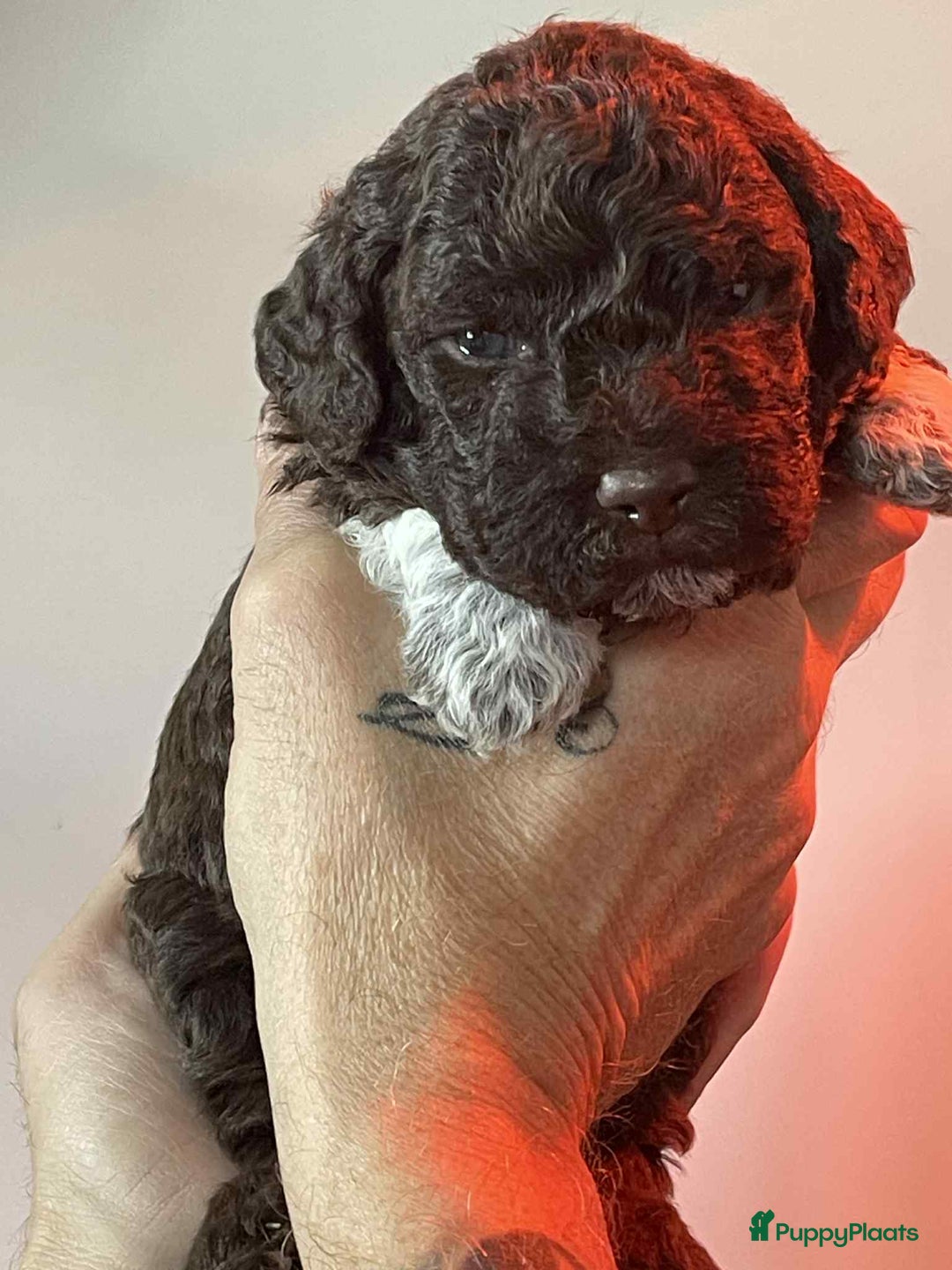 Lagotto Romagnolo honden te koop: Lagotto Romagnolo - Ollie - Advertentie 4