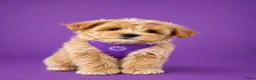 Maltipoo honden te koop: Prachtige maltipoo pups  - Advertentie 2