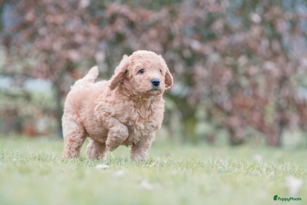 Labradoodle honden te koop: prachtige labradoodle x australian labradoodle - Advertentie 13