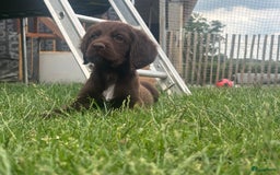 Duitse Staande Hond Langhaar honden te koop: Duitse staande langhaar pups  in Maastricht - Afbeelding 23