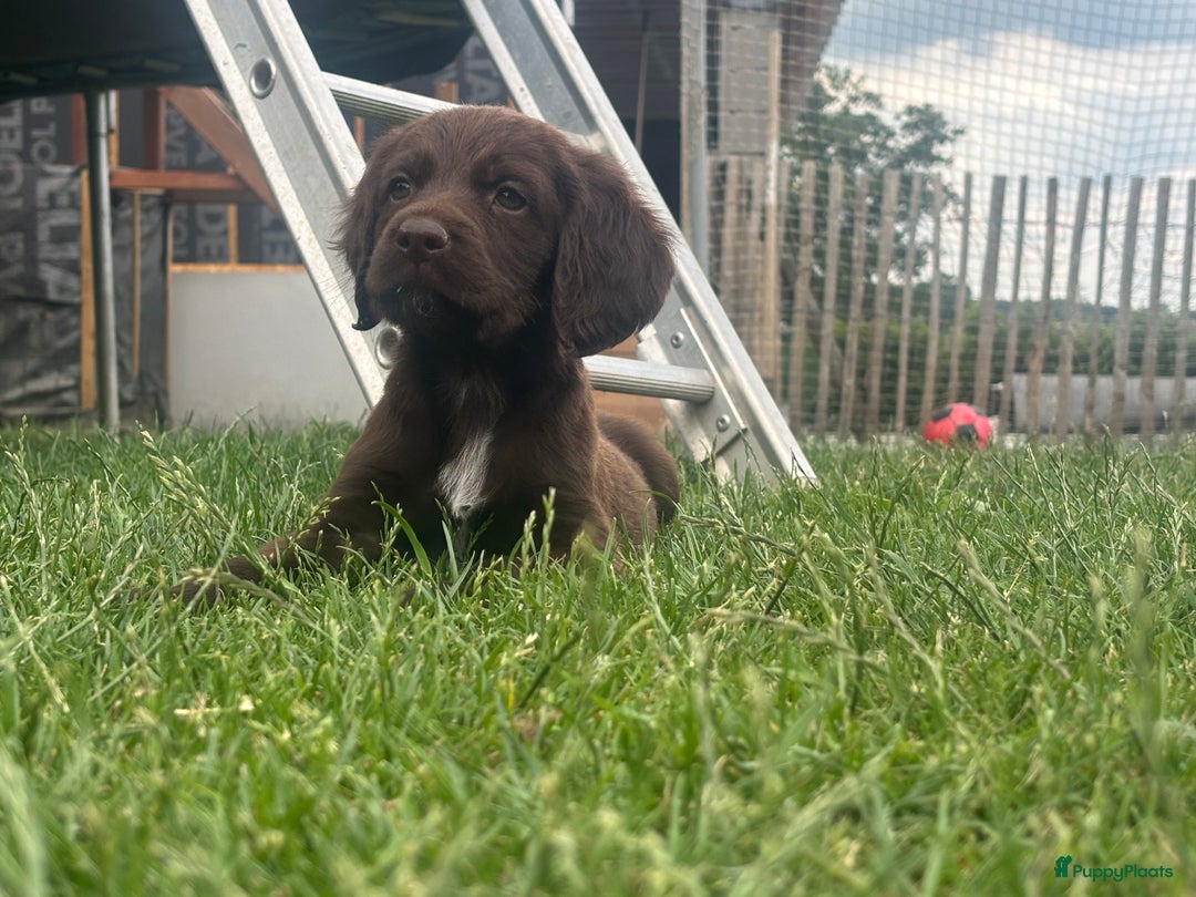 Duitse Staande Hond Langhaar honden te koop: Duitse staande langhaar pups  in Maastricht - Afbeelding 23
