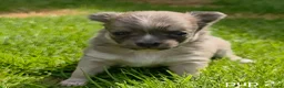 Chihuahua honden te koop: Chihuahua pups - Advertentie 8