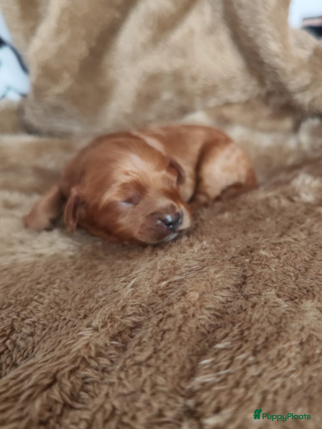 Cavapoo honden te koop: Prachtige cavapoo pups - Advertentie 8