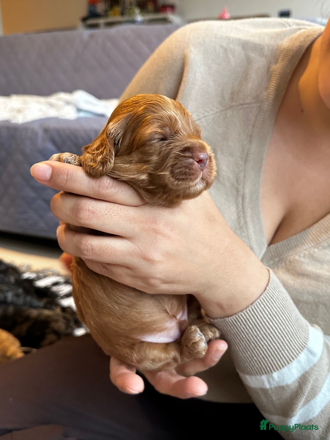 Cockapoo honden te koop: Health-Checked Mini Cockapoo Litter - Advertentie 16