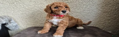 Cockapoo Puppy 5