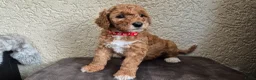 Cockapoo honden te koop: 2 mooie cockapoo meisjes - Advertentie 1