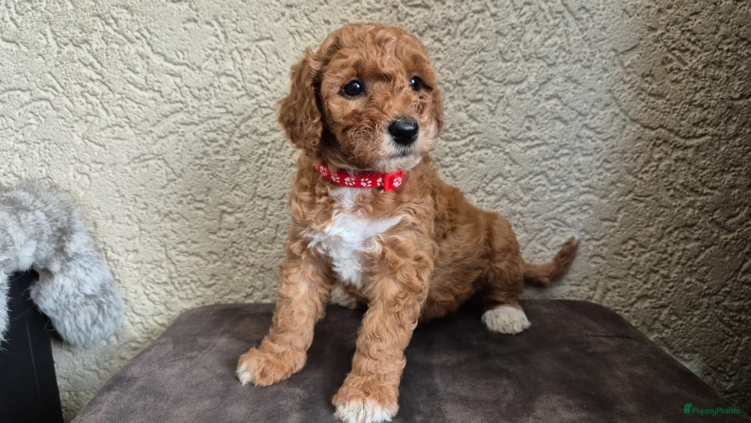 Cockapoo honden te koop: 2 mooie cockapoo meisjes - Advertentie 1