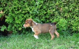 Kruising honden te koop: hele lieve, speelse pups  - Afbeelding 10