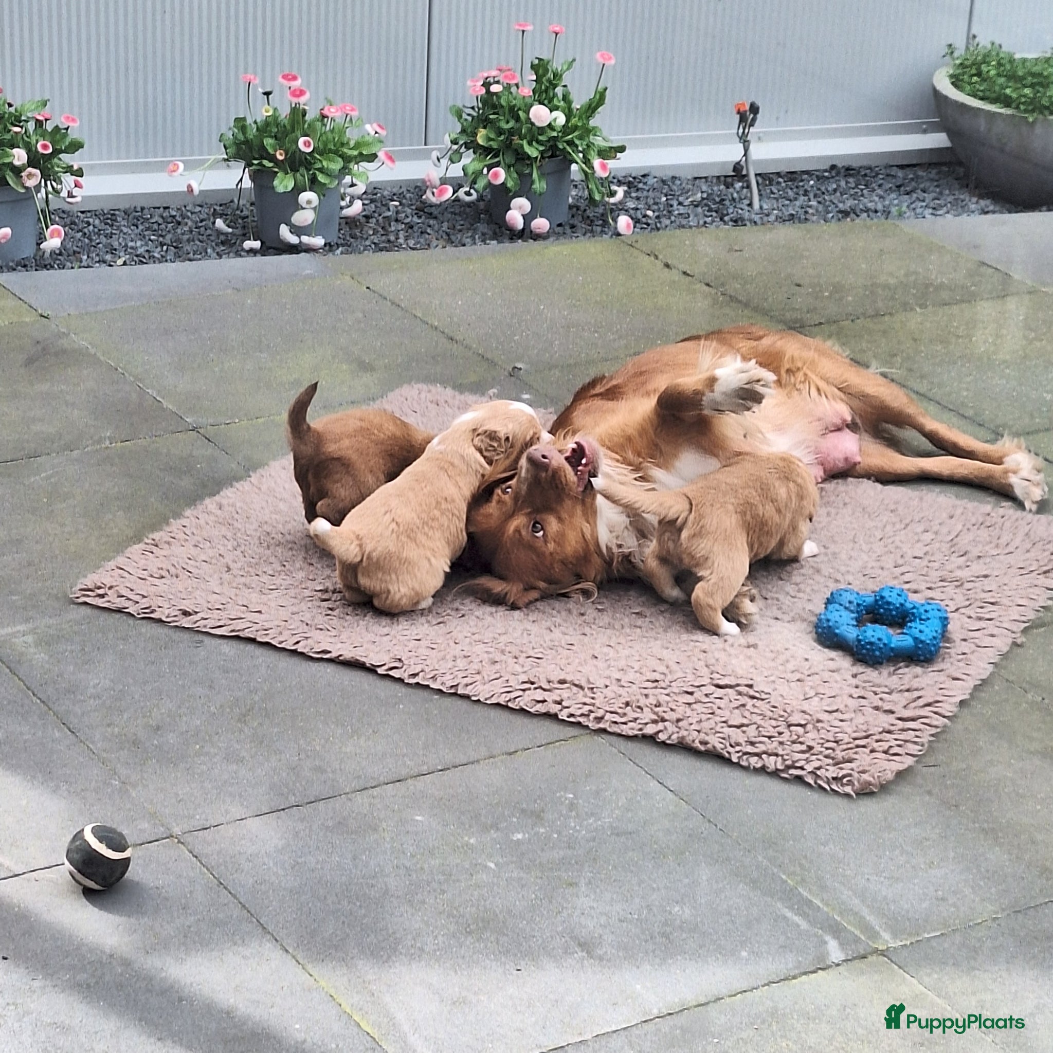 Kruising honden Nova scotia duck tolling retriever - Advertentie 1