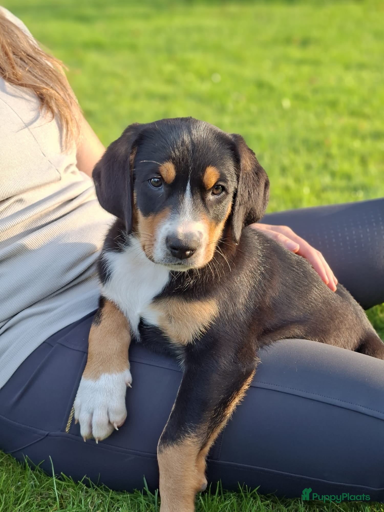 Grote Zwitserse Sennenhond honden Prachtige grote zwitserse sennenhond stamboek - Advertentie 1