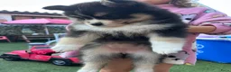 Pomsky honden te koop: 6 pomskys in Langeweg - Advertentie 8