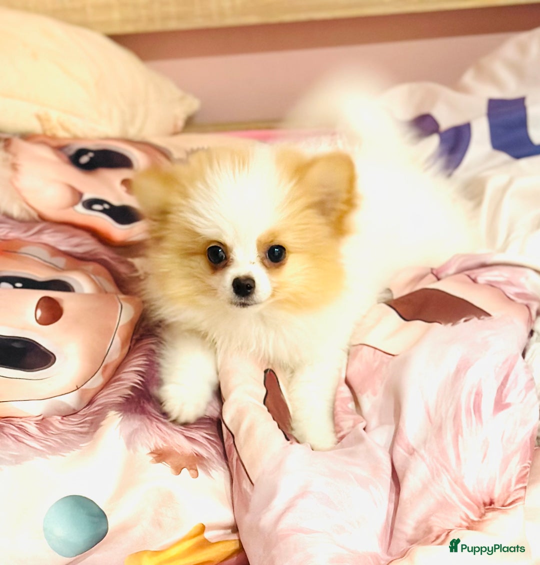 Pomeriaan honden te koop: Mini pomeranian pomeriaan teefje volledig ingeent - Advertentie 5