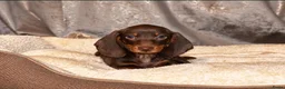 Dwergteckel honden te koop: Dwergteckel pups - Advertentie 4