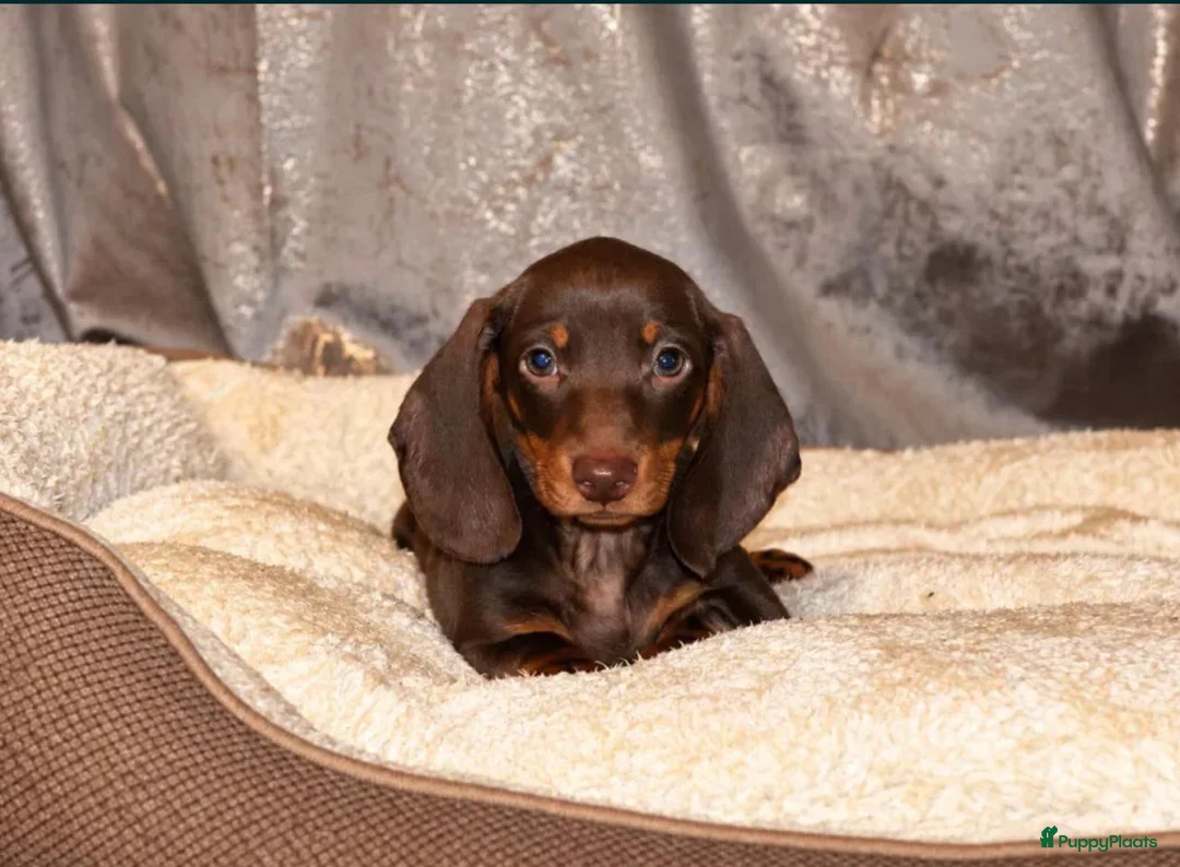 Dwergteckel honden te koop: Dwergteckel pups - Advertentie 4
