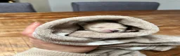 Pomeriaan honden te koop: Pomeriaan pupjes (keeshond) 2 gereserveerd - Advertentie 16