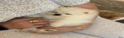 Pomeriaan honden te koop: Dwergkees pomeriaan  - Advertentie 8
