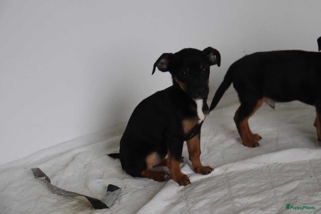 Jack Russel Terriër honden te koop: lieve Jack Russel pups  - Advertentie 10