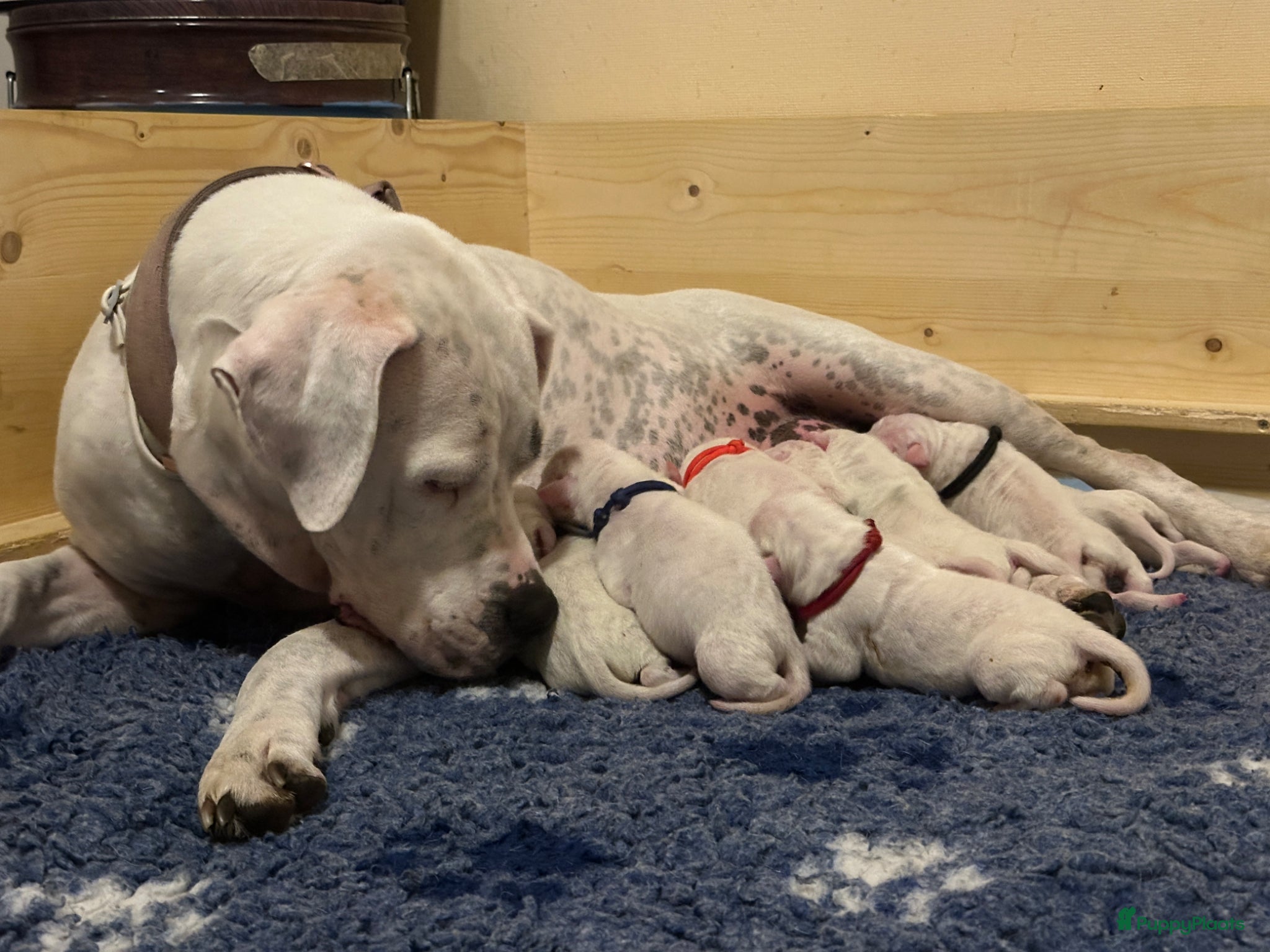 Dogo Argentino honden Dogo Argentino pups met VHD/FCI-certificering - Advertentie 16