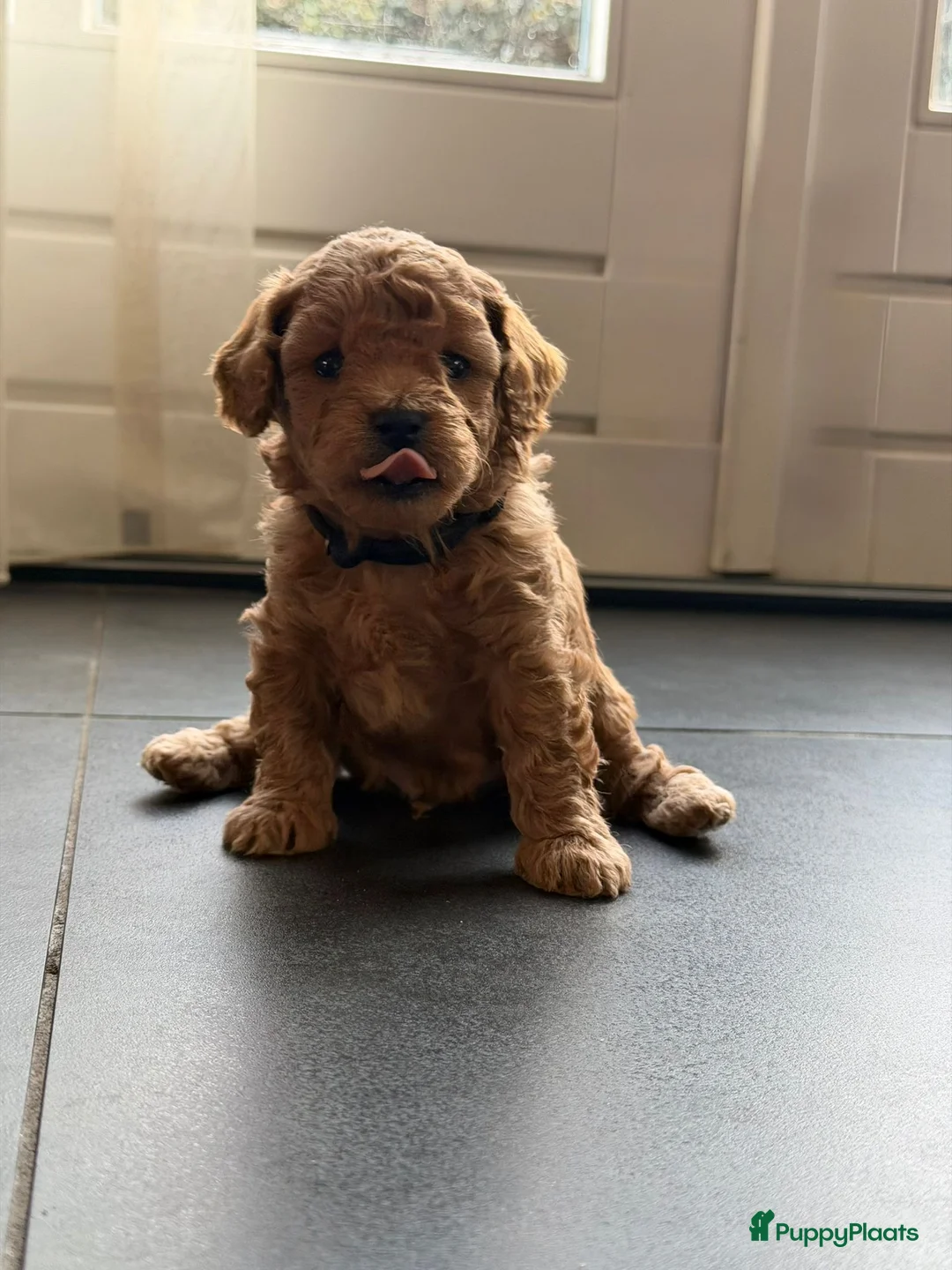 Kruising honden te koop: Poochon X toypoedel F1B - Advertentie 1