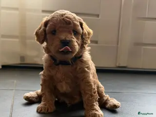 Kruising honden Poochon X toypoedel F1B - Advertentie 1