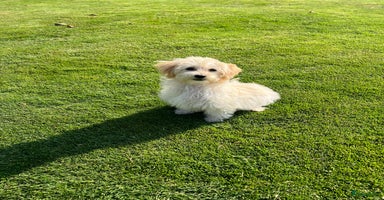 Maltipoo honden - Advertentie 9