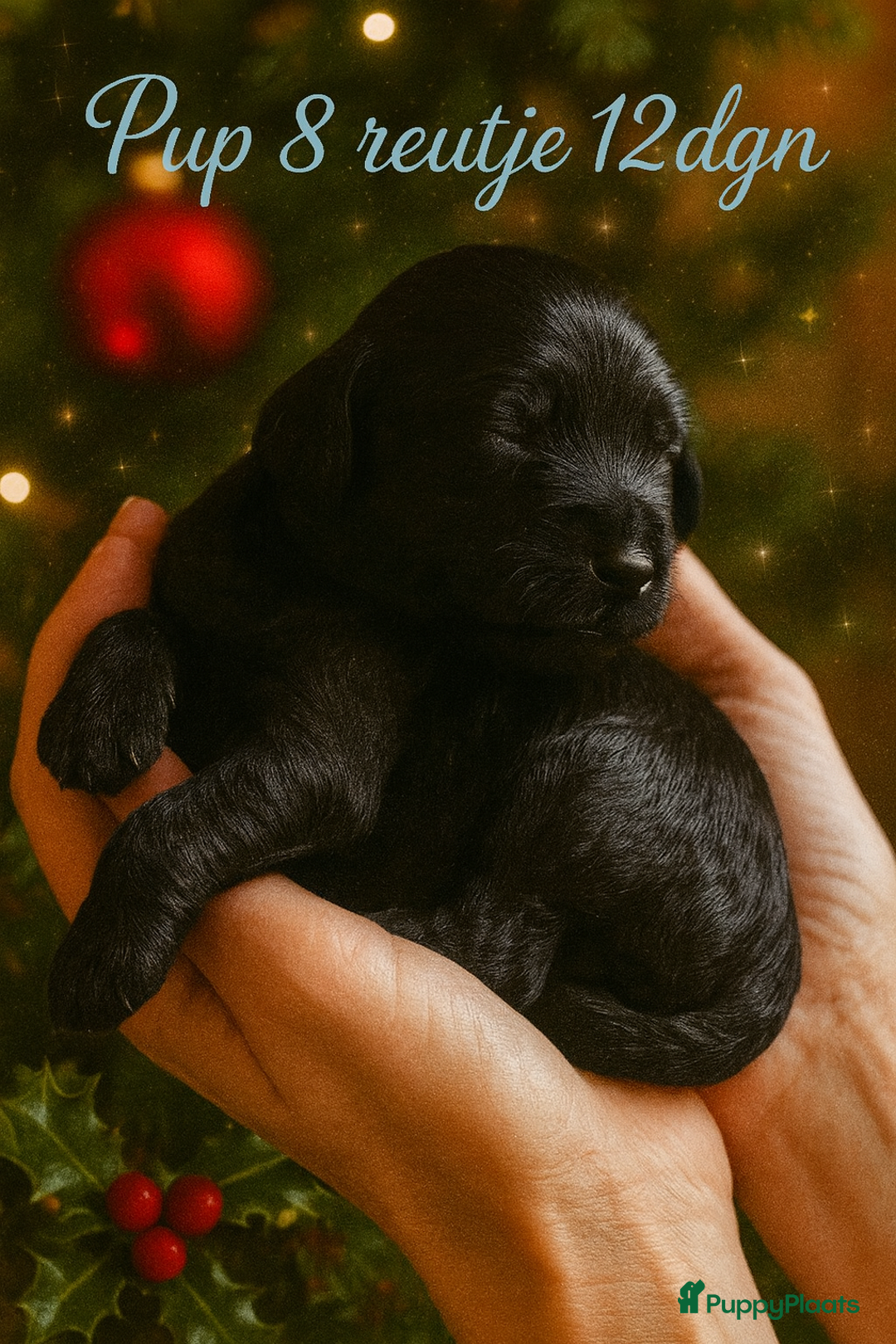 Labradoodle honden te koop: ✨Liefdevol Nest Labradoodle Pups 1 December geb.!✨ - Advertentie 8