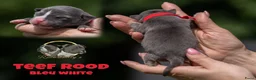 Amerikaanse Bully honden te koop: American Bully pups geboren - 24 juni  - Advertentie 3