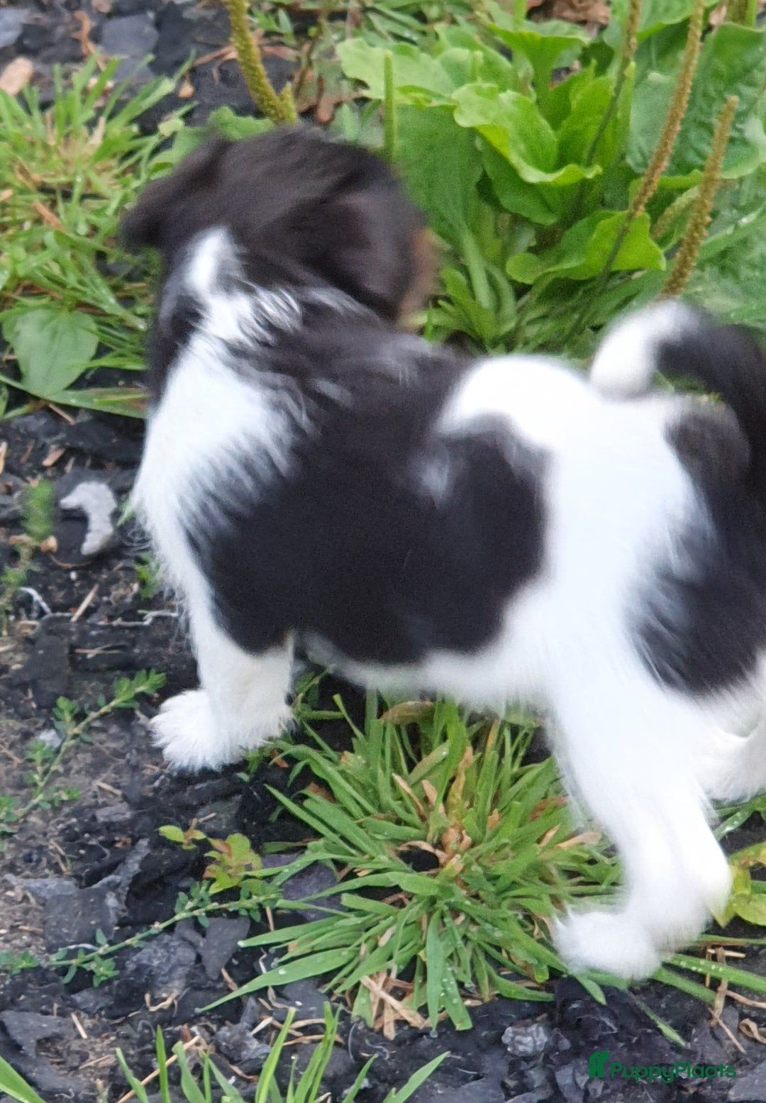 Jack Russel Terriër honden te koop: Lieve ruwharige JACK RUSSELTJES Laagbenig, dď - Afbeelding 34