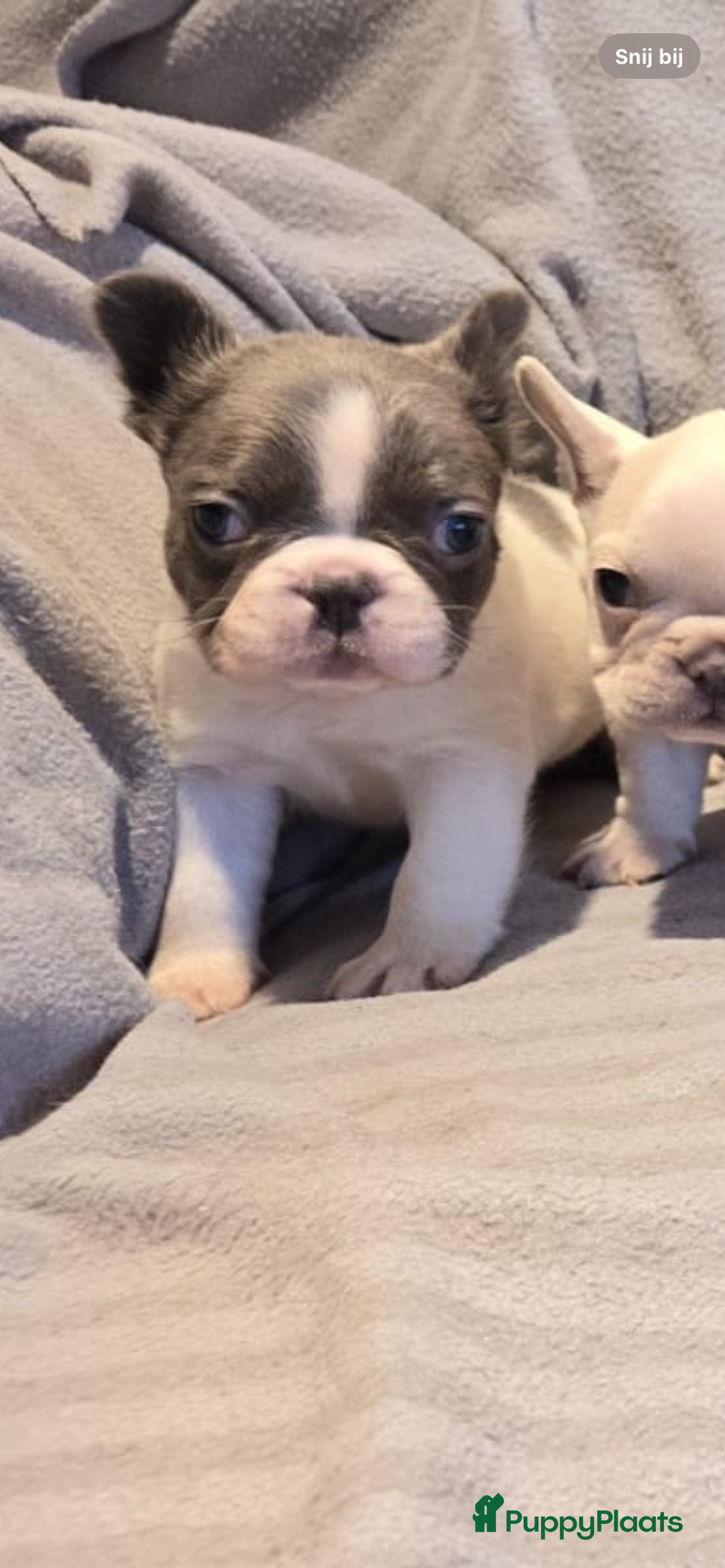 Franse Bulldog honden te koop: Knappe Franse buldogs enkele fluffy  - Advertentie 10